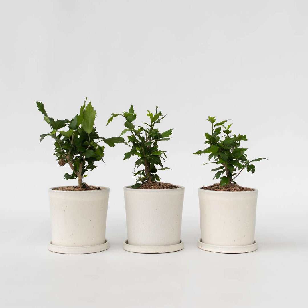 Hibiscus syriacus - 3 pieces - Woodbridge, Hamabo, Oiseau