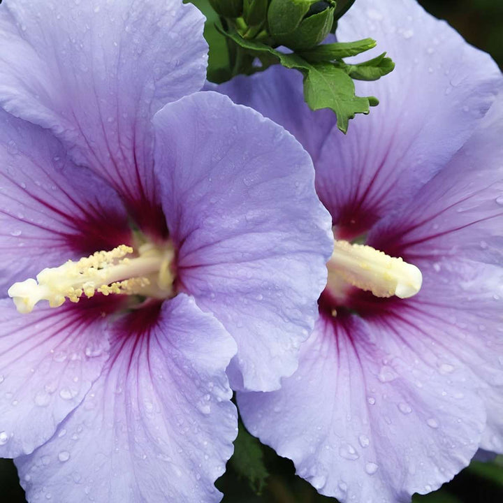 Hibiscus Syriacus - 'Oiseau Blue' - set od 2 komada