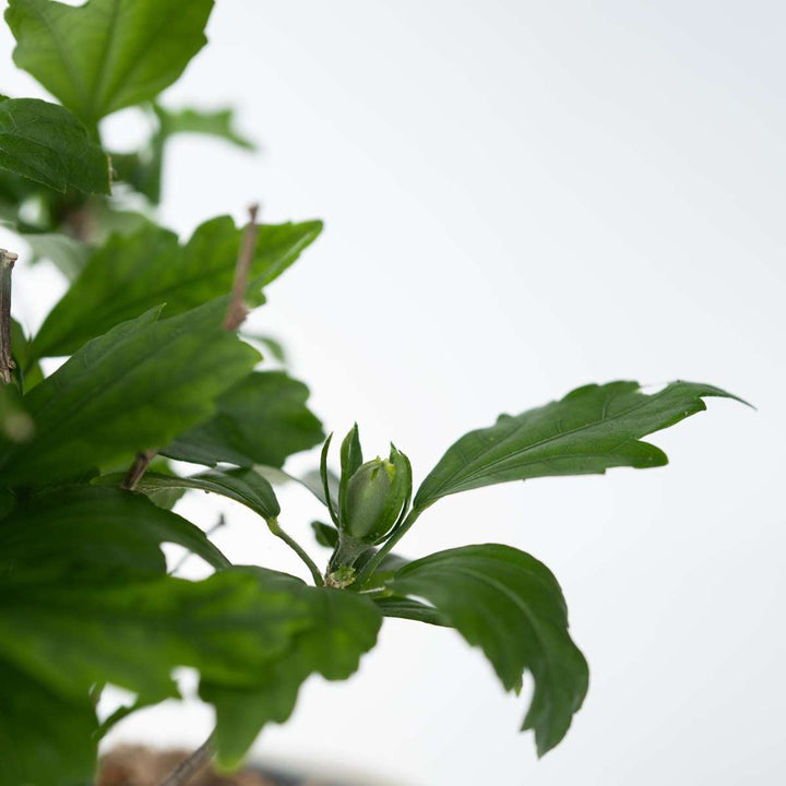 Hibiscus Syriacus - 'Oiseau Blue' - set od 2 komada
