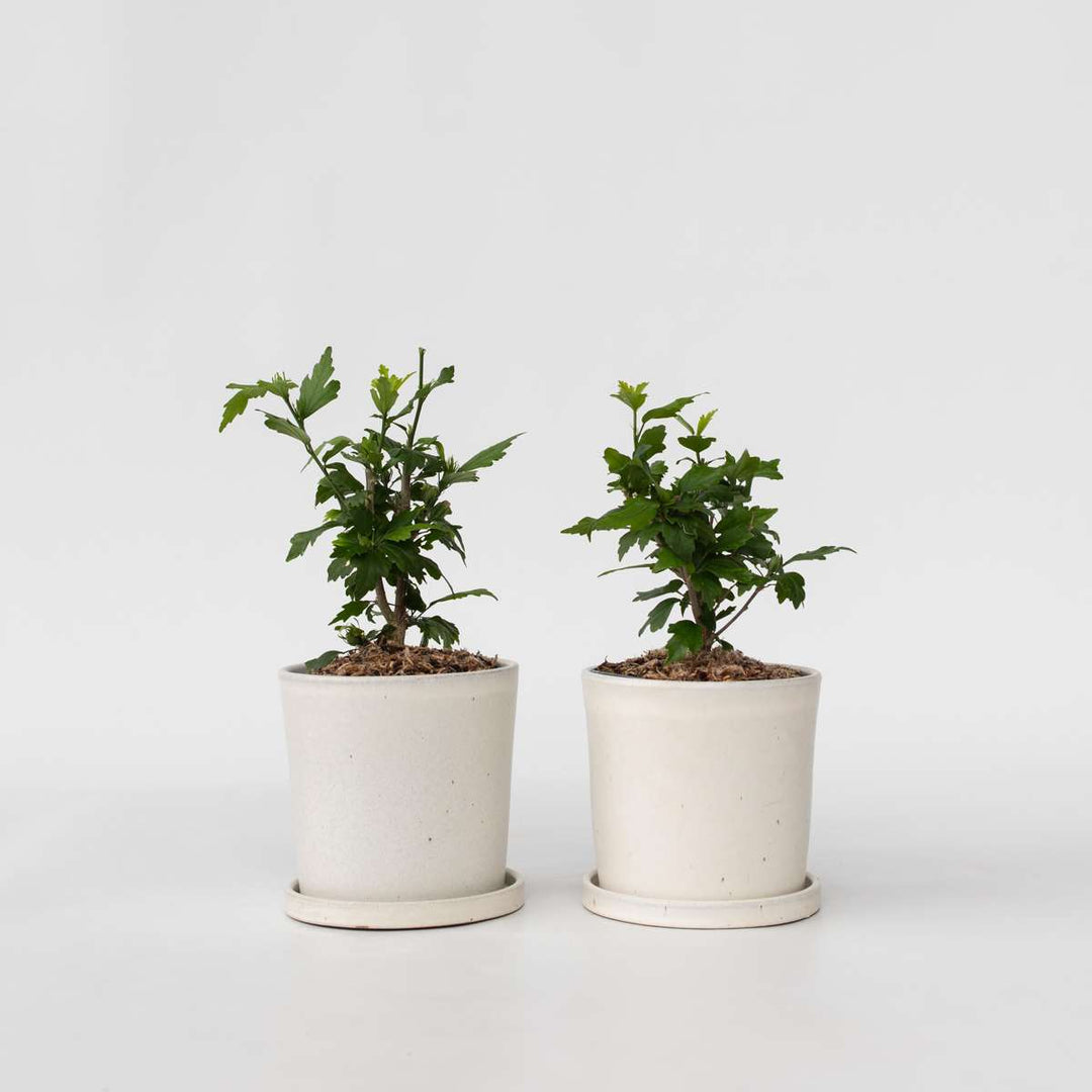 Hibiscus Syriacus - 'Oiseau Blue' - set od 2 komada