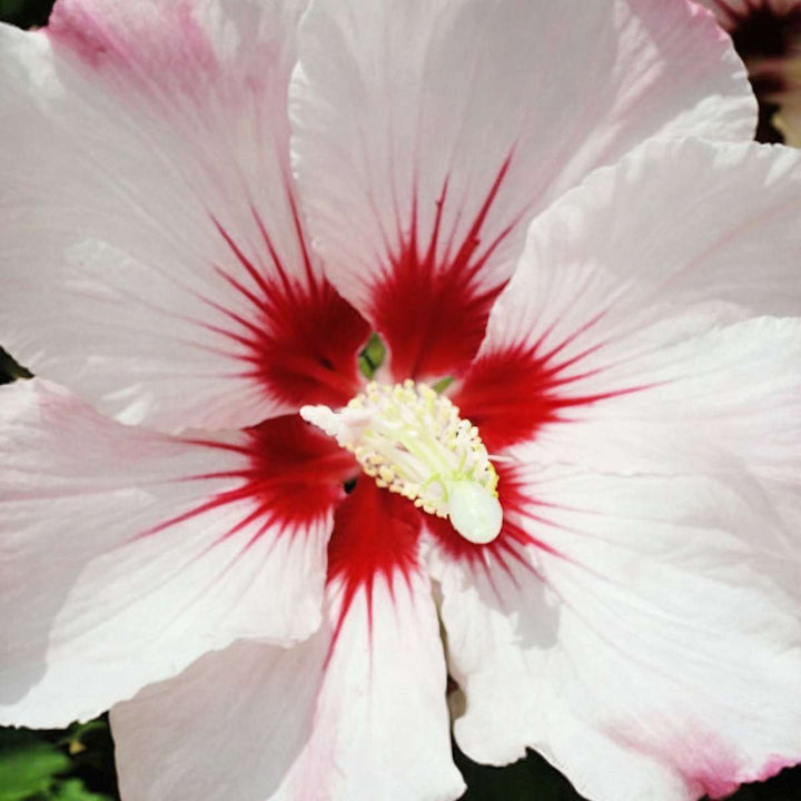 Hibiscus Syriacus - 'Hamabo' - set od 2 komada