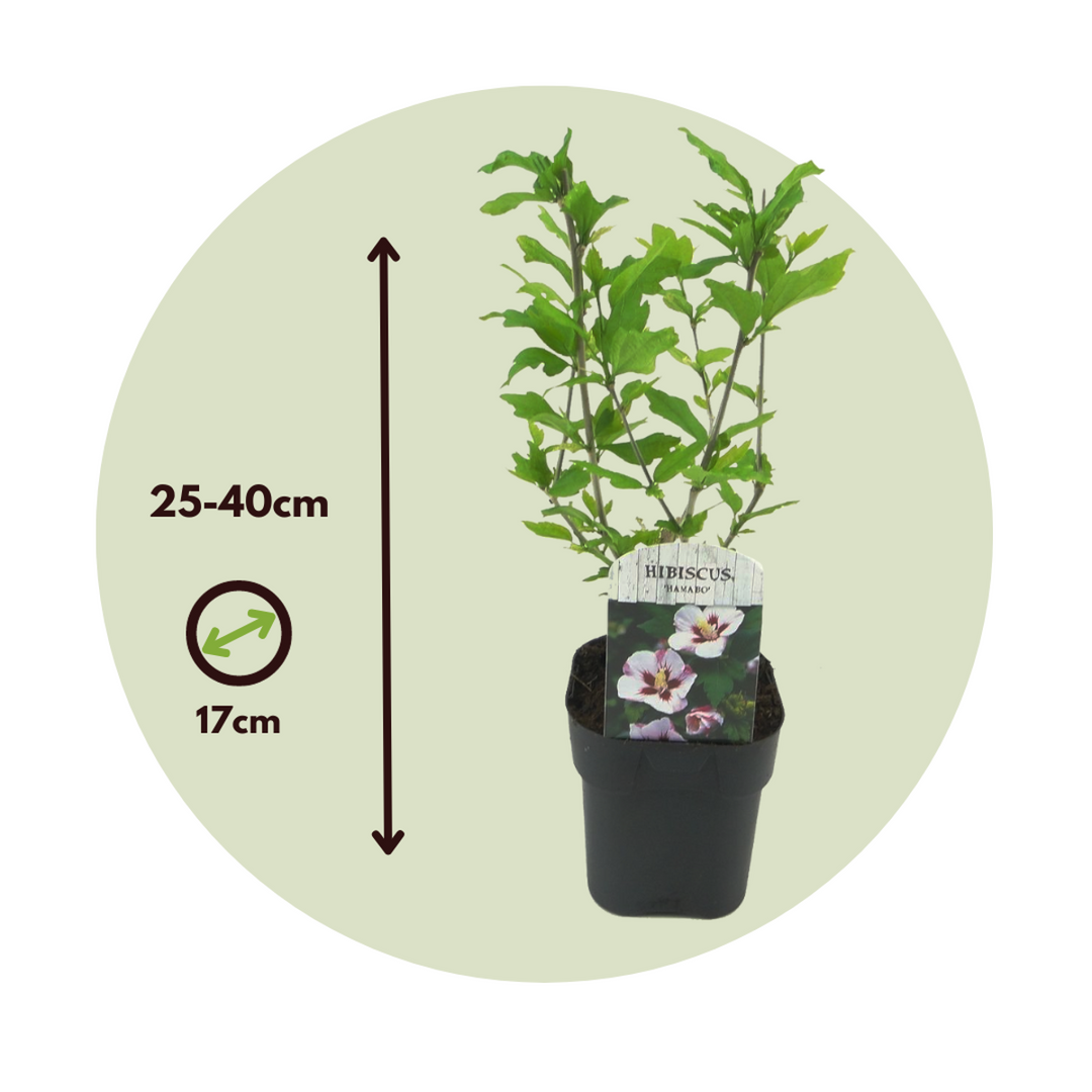 Hibiscus Syriacus - 'Hamabo' - set od 2 komada