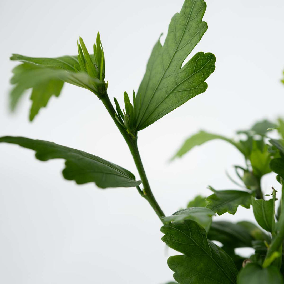 Ibišek syrský - 'Woodbridge' - sada 2 ks