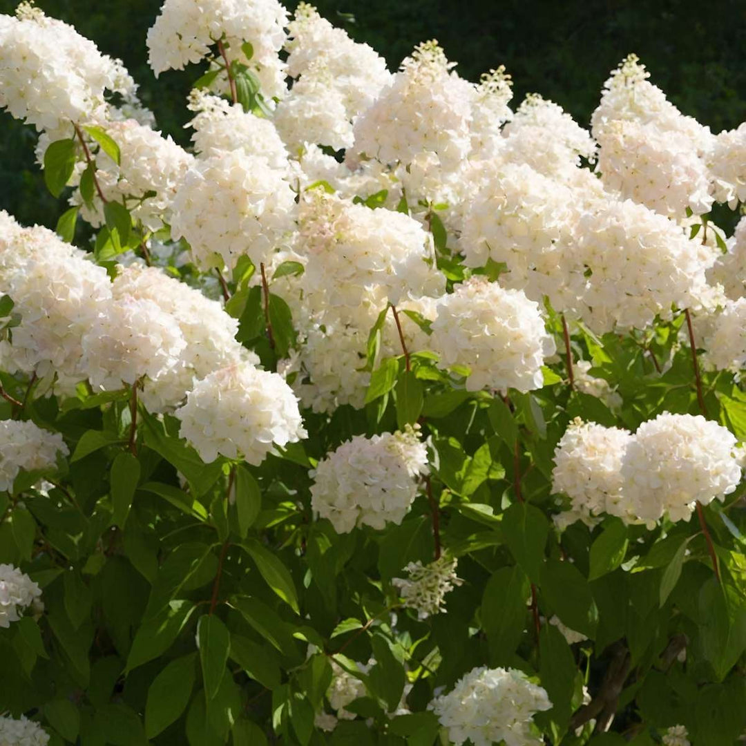 Hydrangea paniculata 'Grandiflora' - Set van 4 - Hortensia