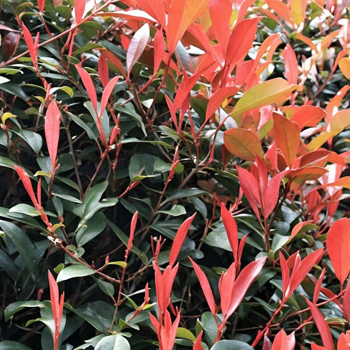 Photinia fraseri 'Red Robin' - Set van 6