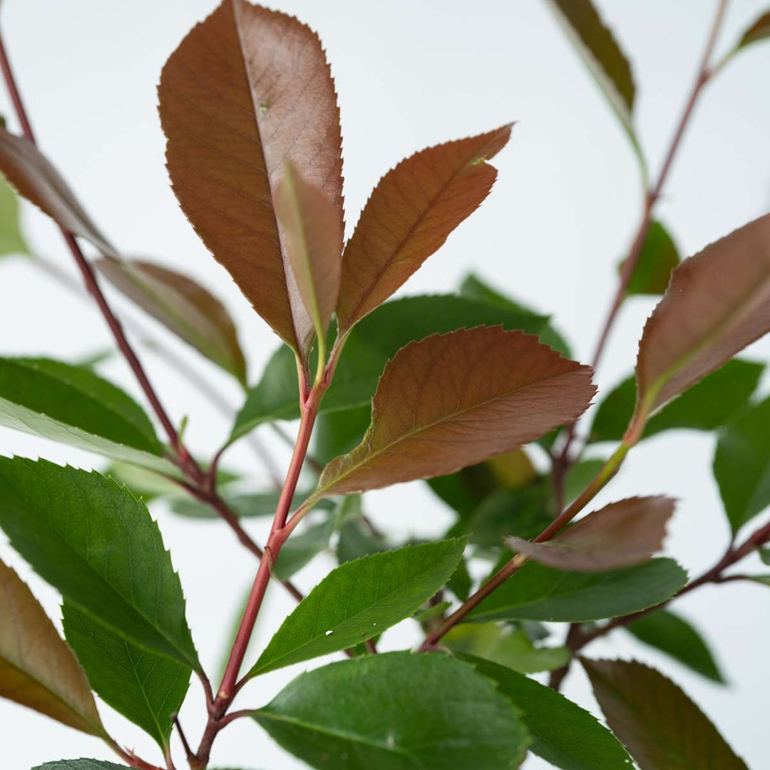 Photinia fraseri 'Red Robin' - Set van 4