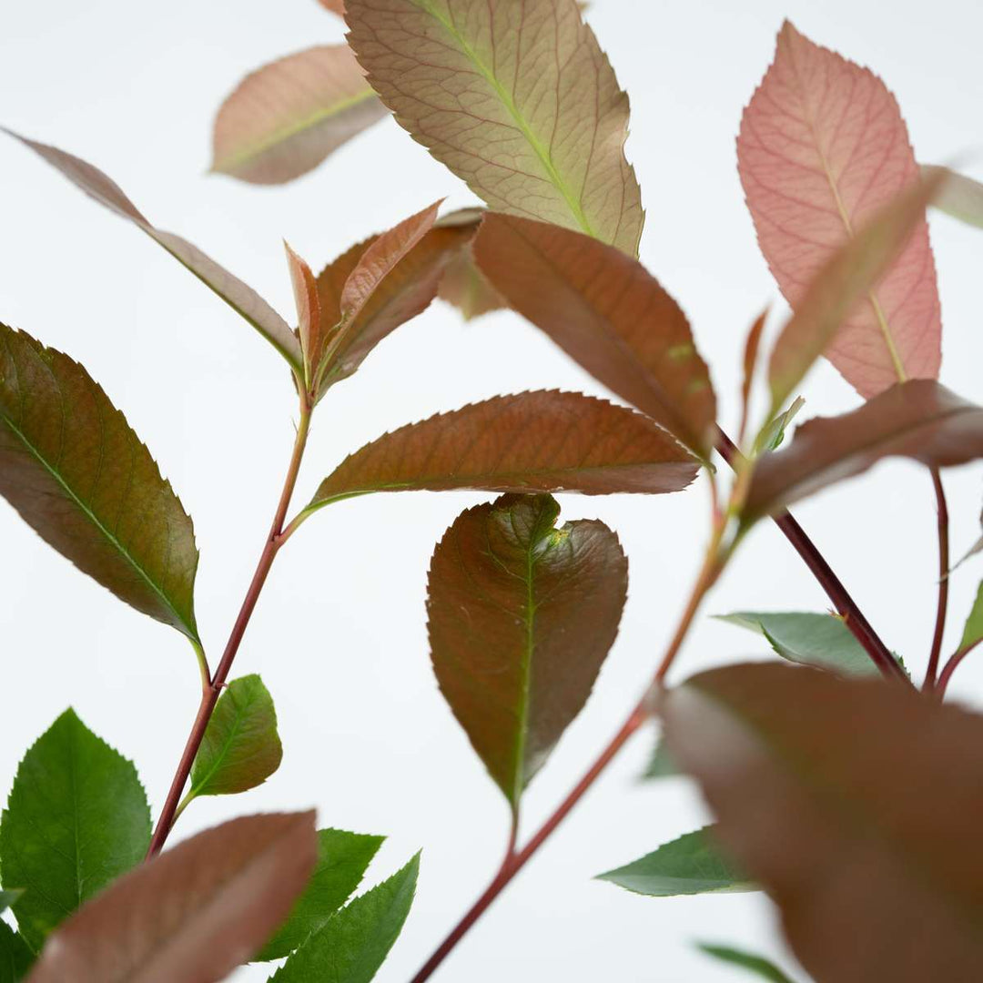 Photinia fraseri 'Red Robin' - Set van 4