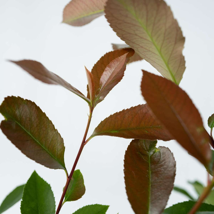 Photinia fraseri 'Red Robin' - Set van 6