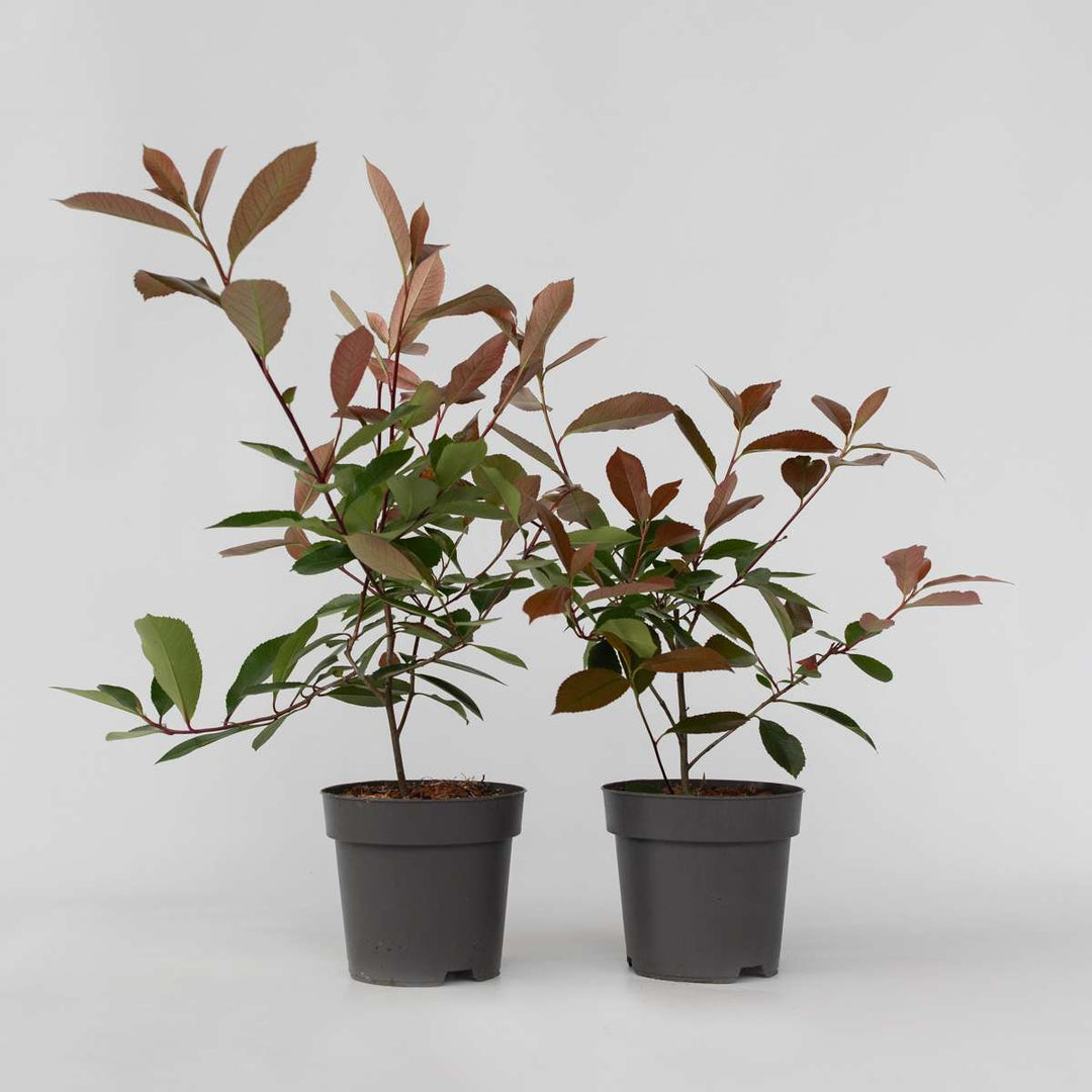 Photinia fraseri 'Red Robin' - Set van 6