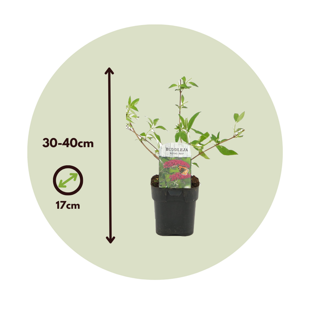 Komule Davidova 'Royal Red' - Sada 4 ks - Motýlí keř