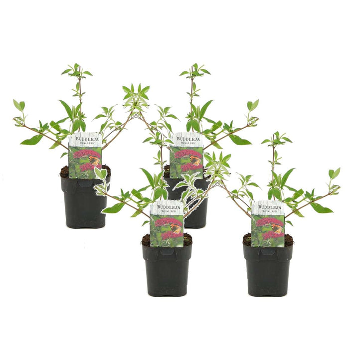 Komule Davidova 'Royal Red' - Sada 4 ks - Motýlí keř