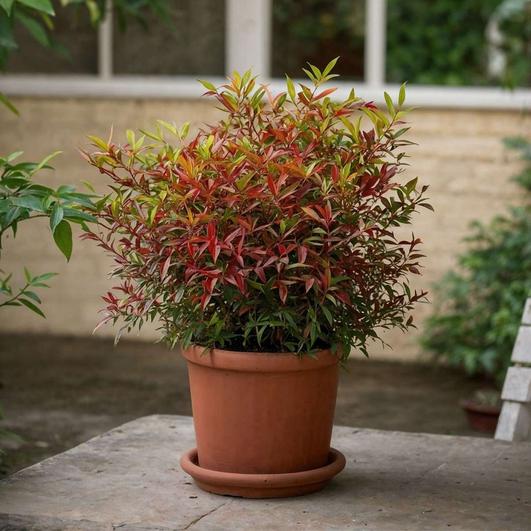 Nandina Gulfstream - Set od 2
