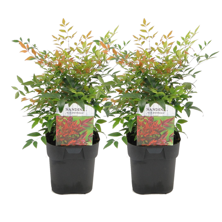 Nandina Gulfstream - Set od 2