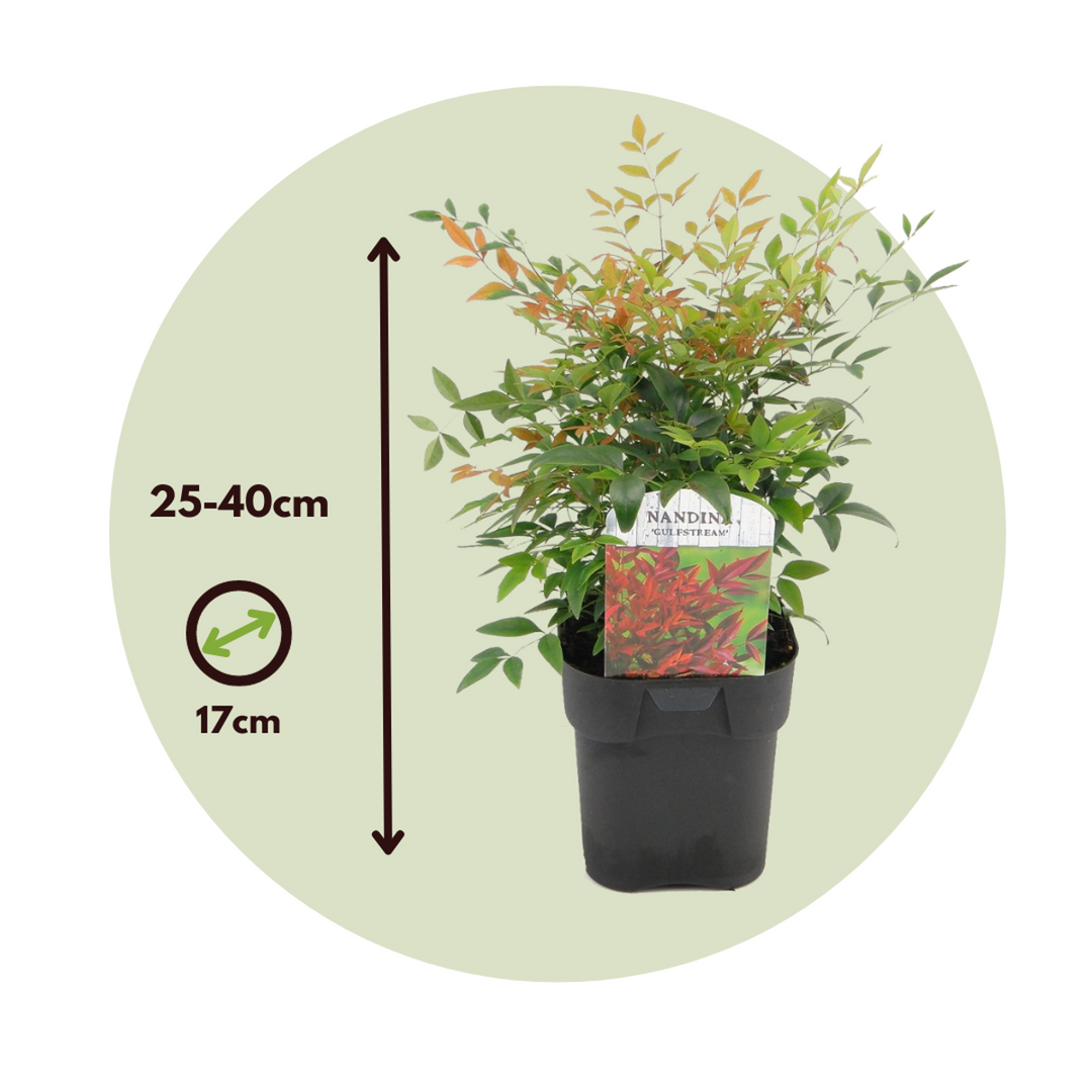 Nandina Gulfstream - Set od 2