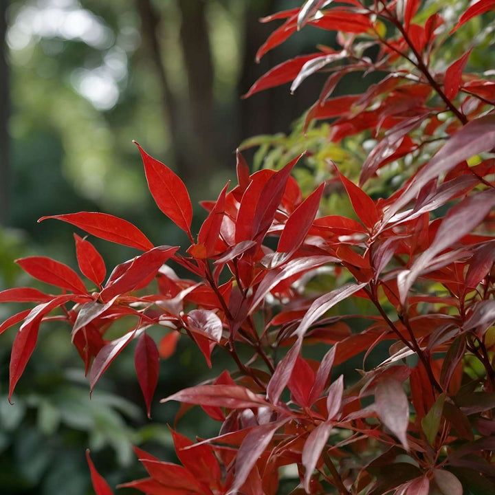 Nandina Citronová limetka, Gulfstream, Obsessed - Mix 3 - FloraStore