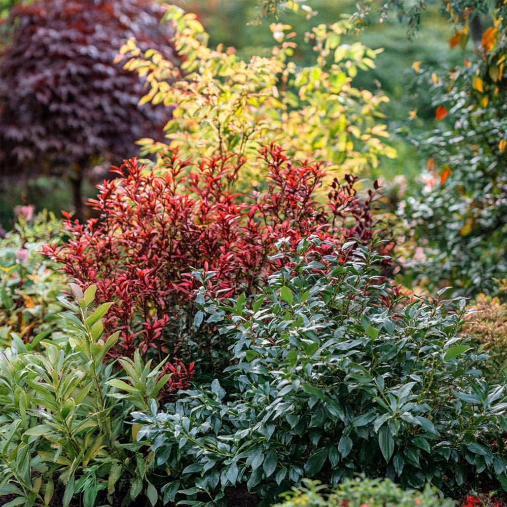 Nandina Citronová limetka, Gulfstream, Obsessed - Mix 3 - FloraStore