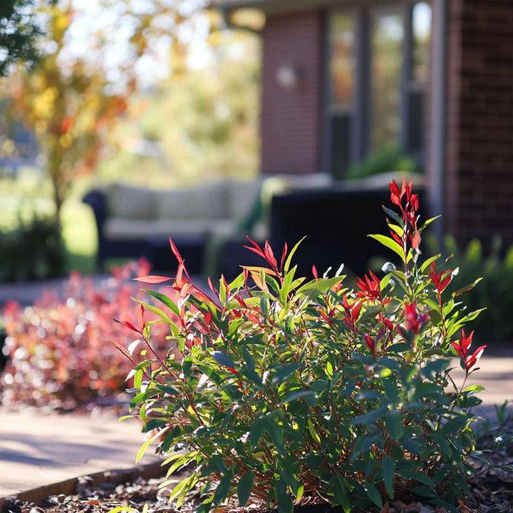 Nandina Citronová limetka, Gulfstream, Obsessed - Mix 3 - FloraStore