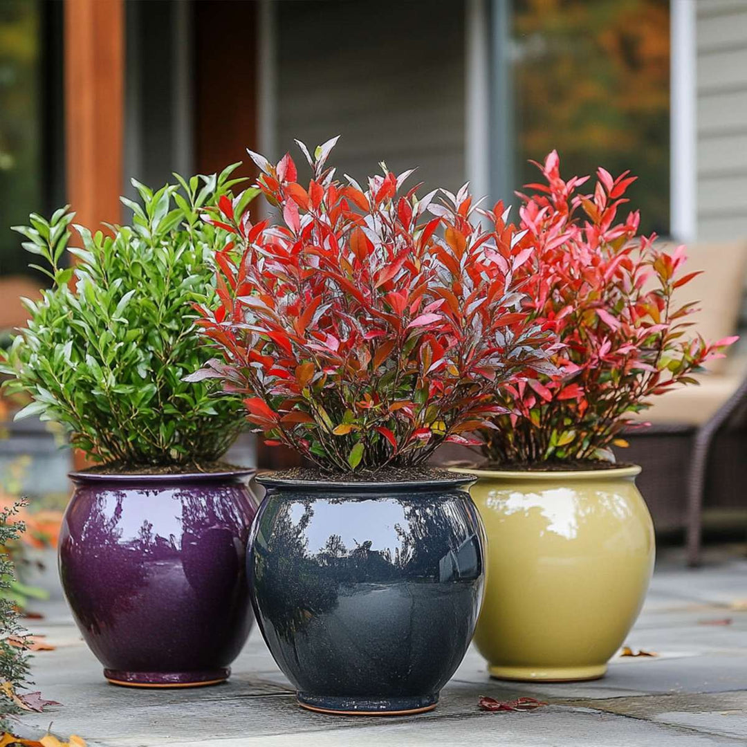 Nandina Citronová limetka, Gulfstream, Obsessed - Mix 3 - FloraStore