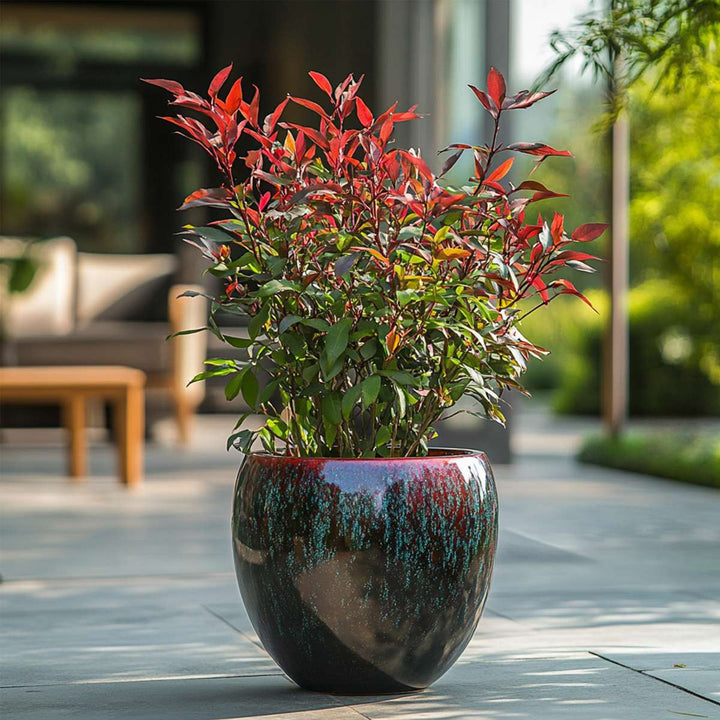 Nandina Citronová limetka, Gulfstream, Obsessed - Mix 3 - FloraStore