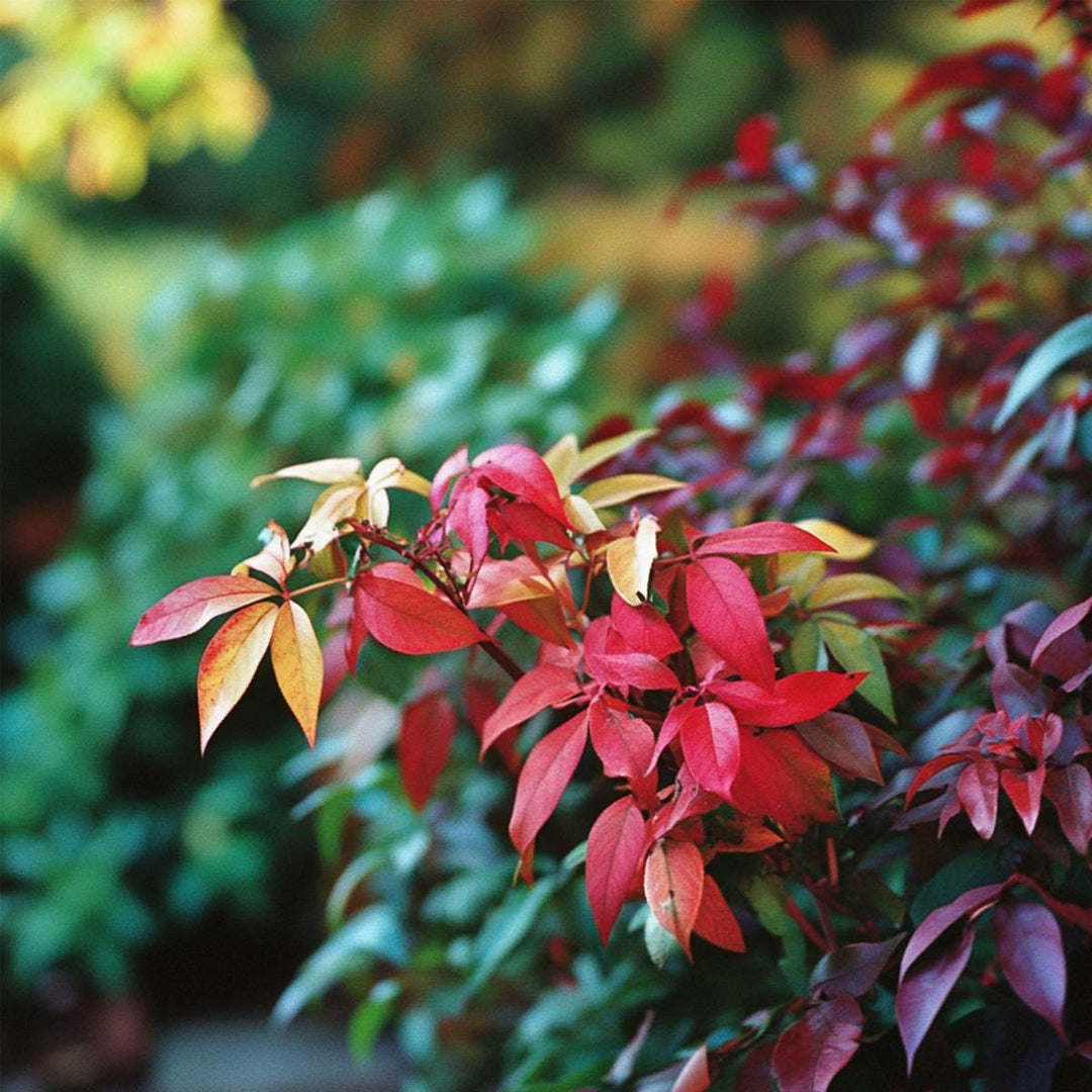 Nandina Citronová limetka, Gulfstream, Obsessed - Mix 3 - FloraStore
