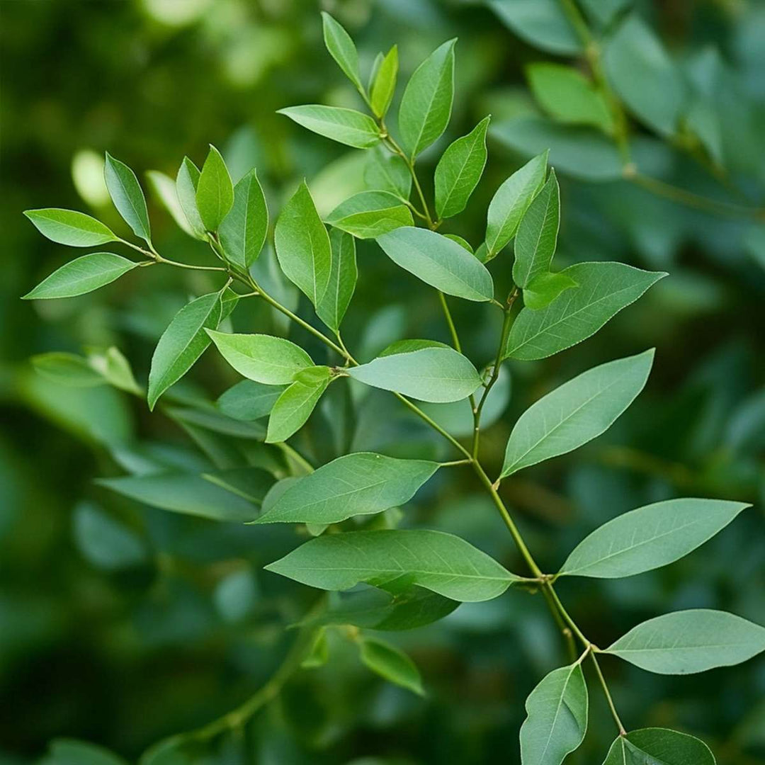 Nandina Citronová limetka, Gulfstream, Obsessed - Mix 3 - FloraStore