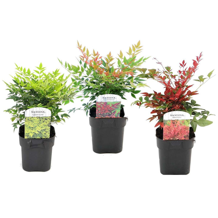 Nandina Citronová limetka, Gulfstream, Obsessed - Mix 3 - FloraStore