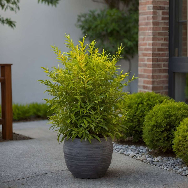 Nandina limun limeta - set od 2