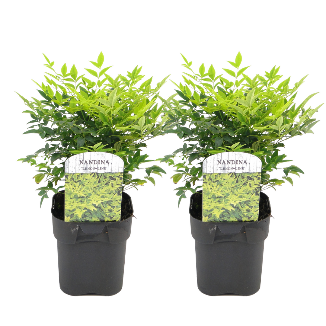 Nandina limun limeta - set od 2