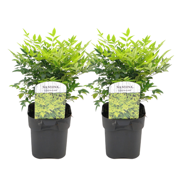 Nandina limun limeta - set od 2