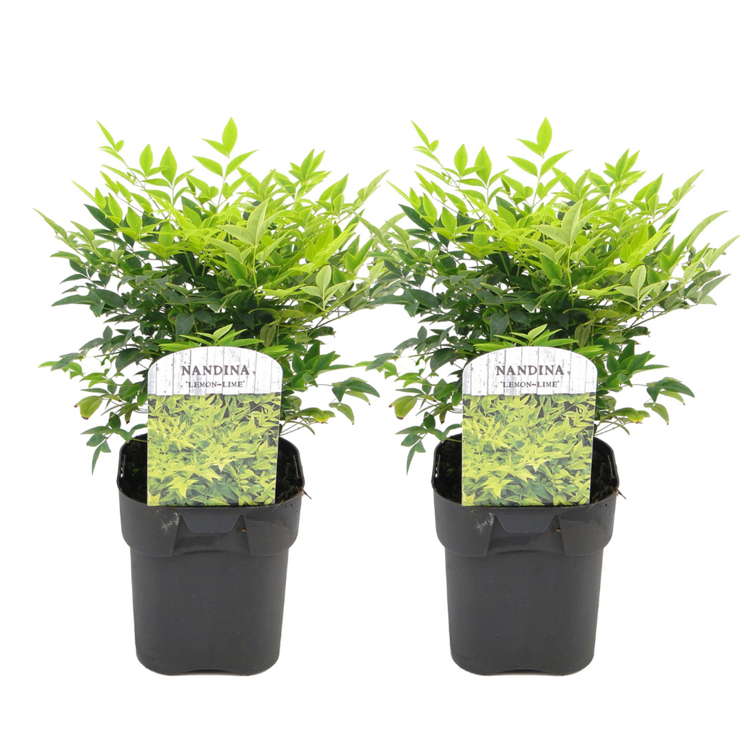 Nandina limun limeta - set od 2