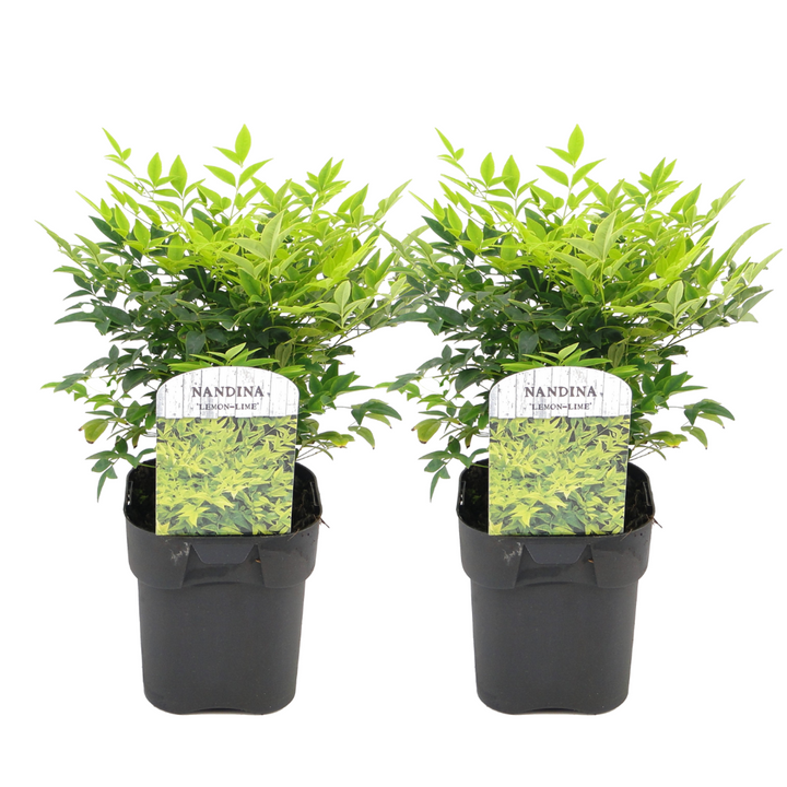 Nandina limun limeta - set od 2