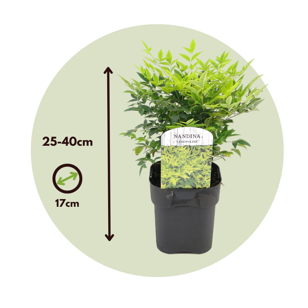 Nandina limun limeta - set od 2
