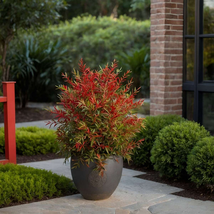 Nandina Obsessed - Set od 2