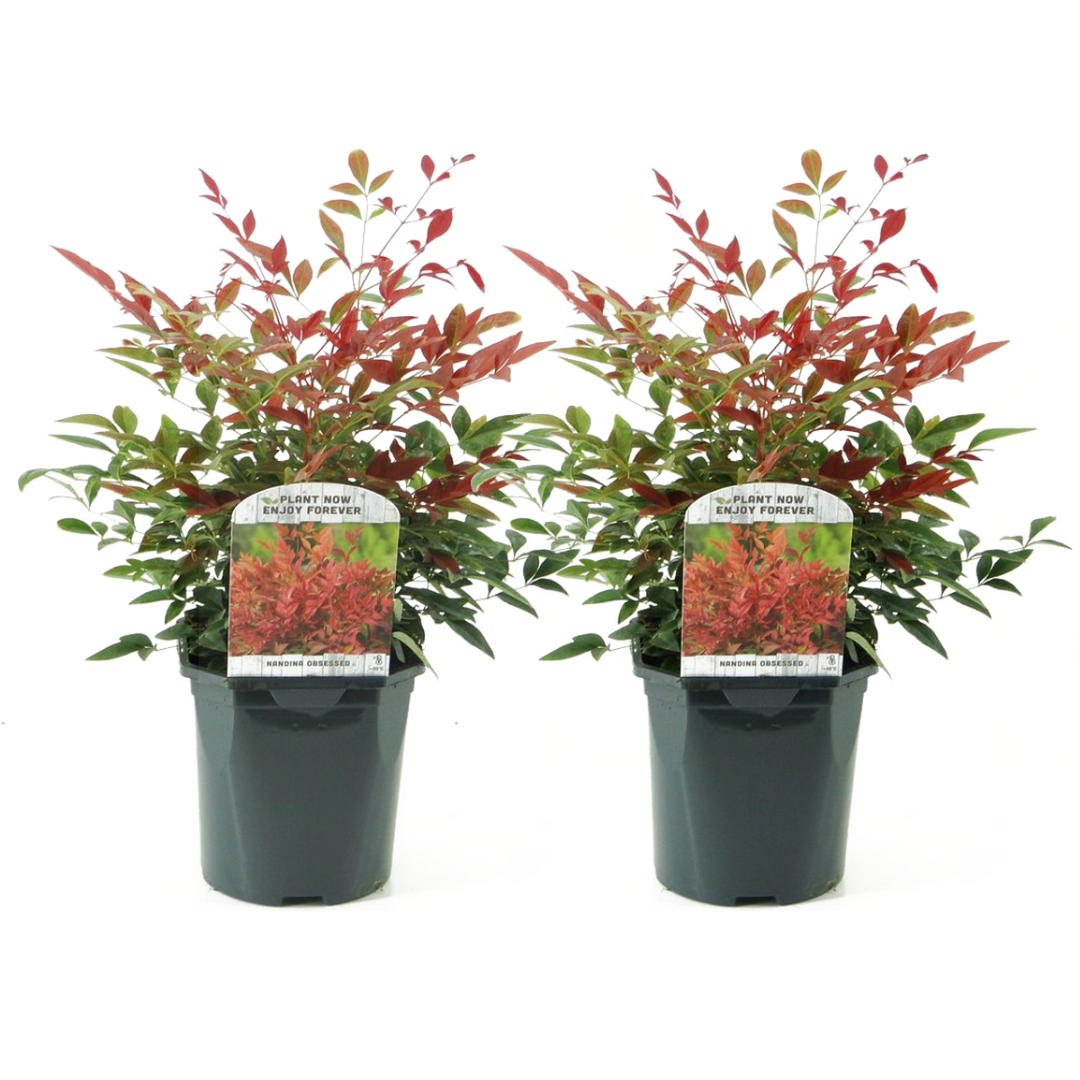 Nandina Obsessed - Set od 2