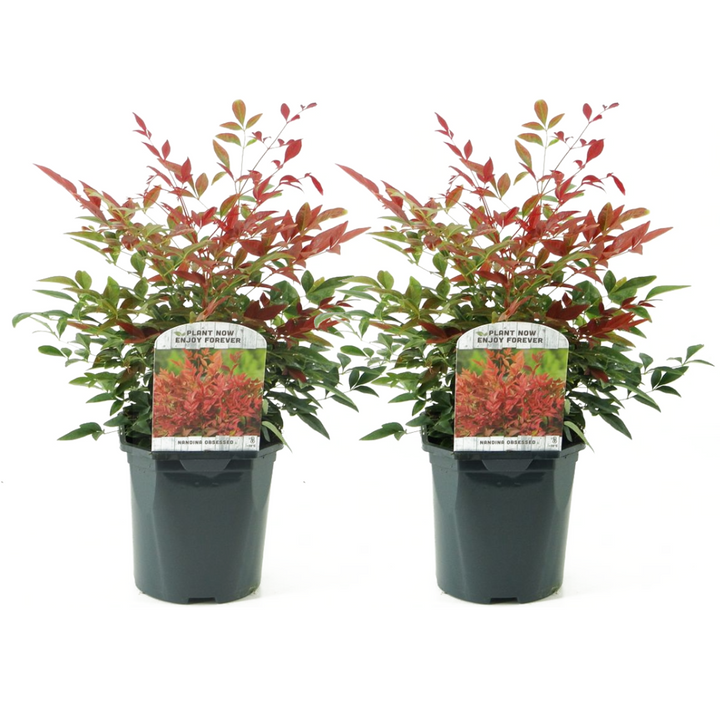 Nandina Obsessed - Set od 2