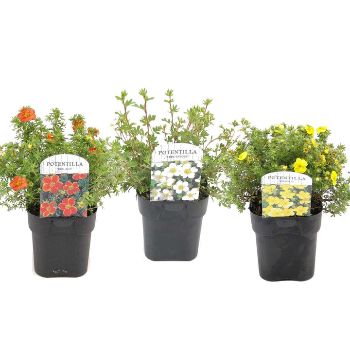 Potentilla guska hrast - Mješavina od 3 - FloraStore