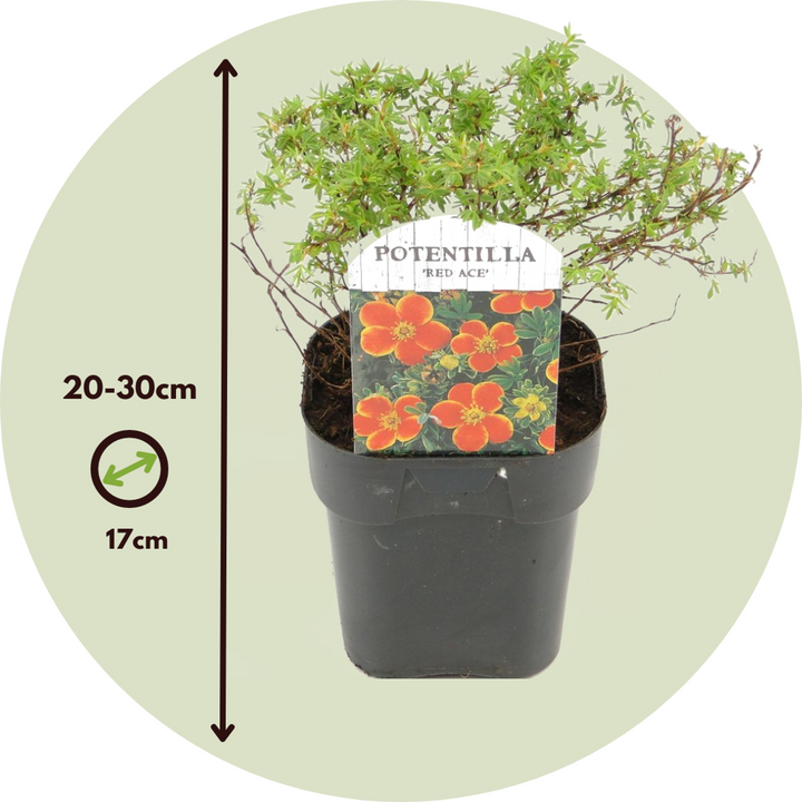 Mochna mochna 'Red Ace' - sada 2 kusů