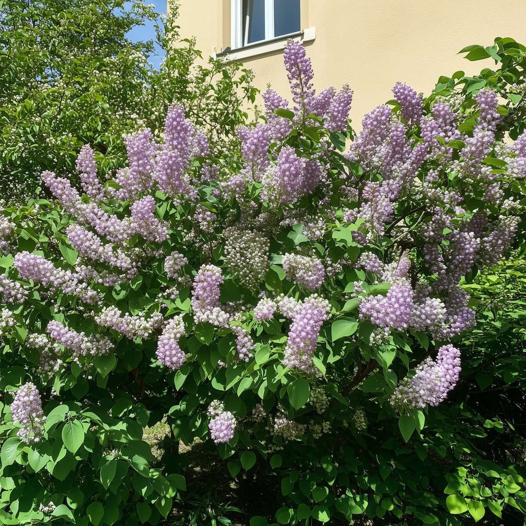 Syringa sering - 3 planten - 3 soorten