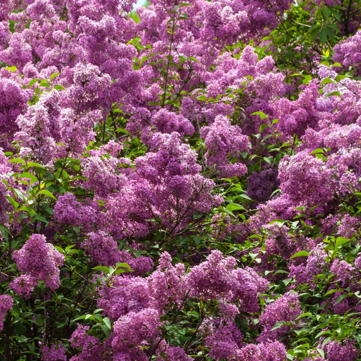 Syringa sering - 3 planten - 3 soorten