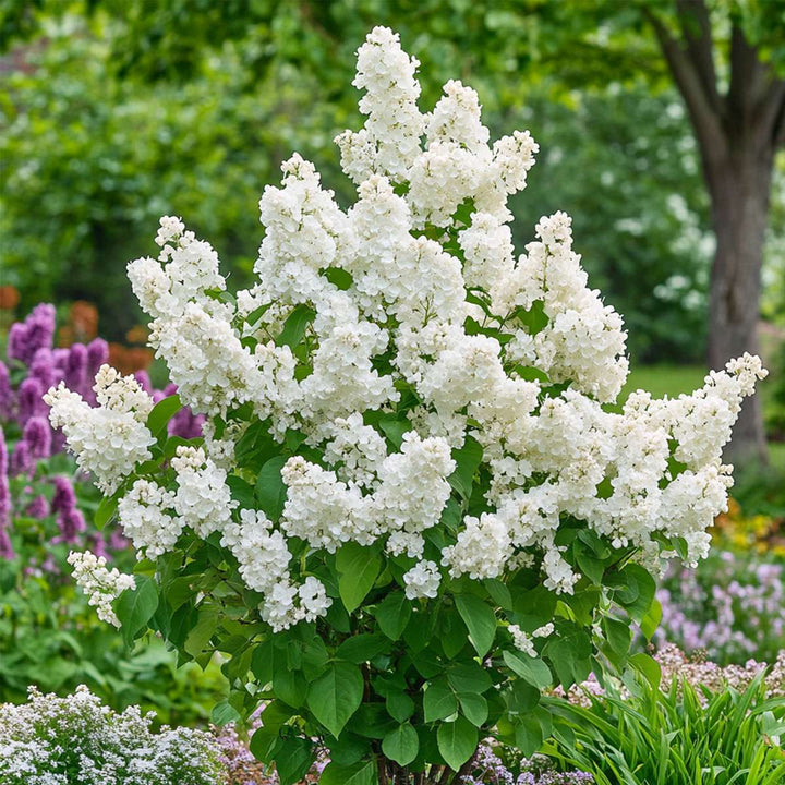 Syringa Vulgaris 'Mme Lemoine' - Set van 2