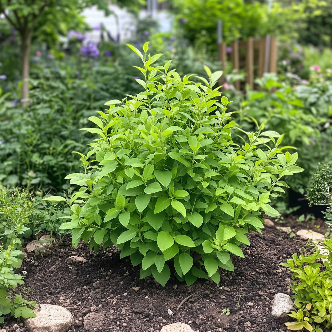 Syringa sering - 3 planten - 3 soorten