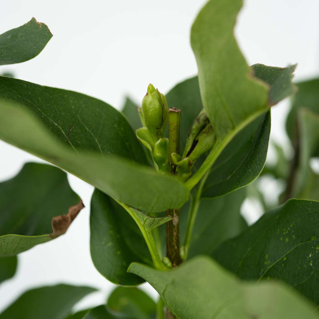 Syringa sering - 3 planten - 3 soorten