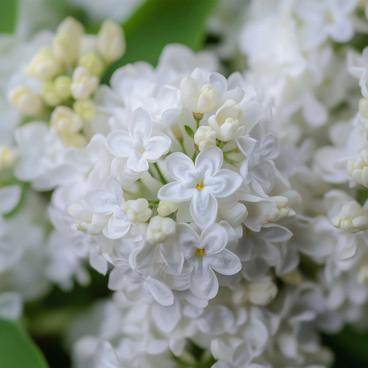 Syringa sering - 3 planten - 3 soorten