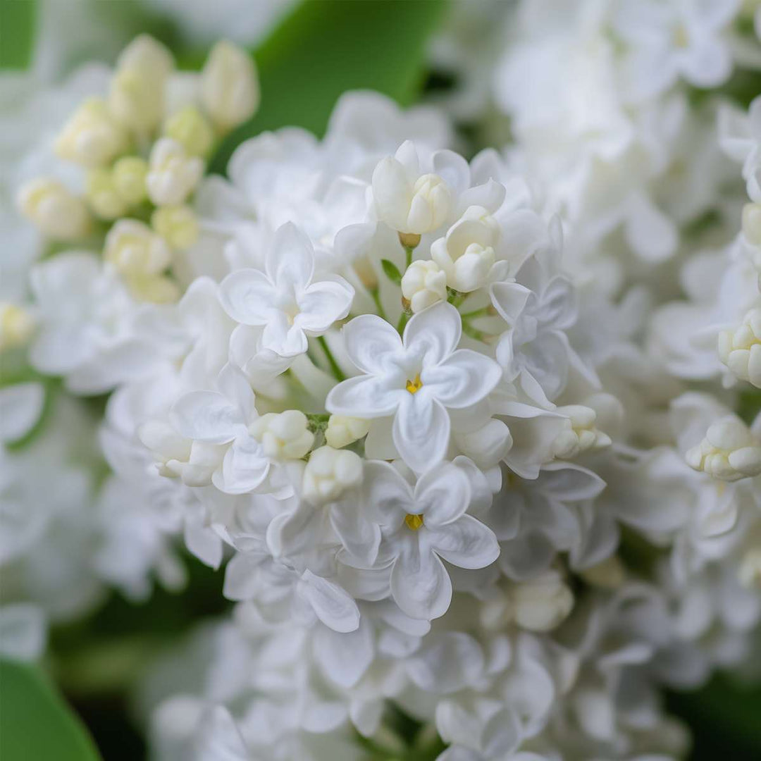 Syringa sering - 6 planten - 3 soorten