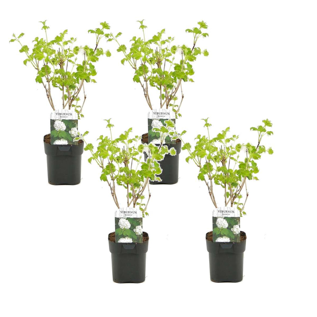 Viburnum opulus Roseum - Set od 4 komada - Snježna kugla