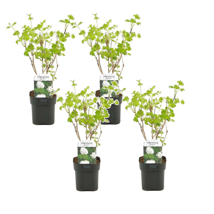 Viburnum opulus Roseum - Set od 4 komada - Snježna kugla