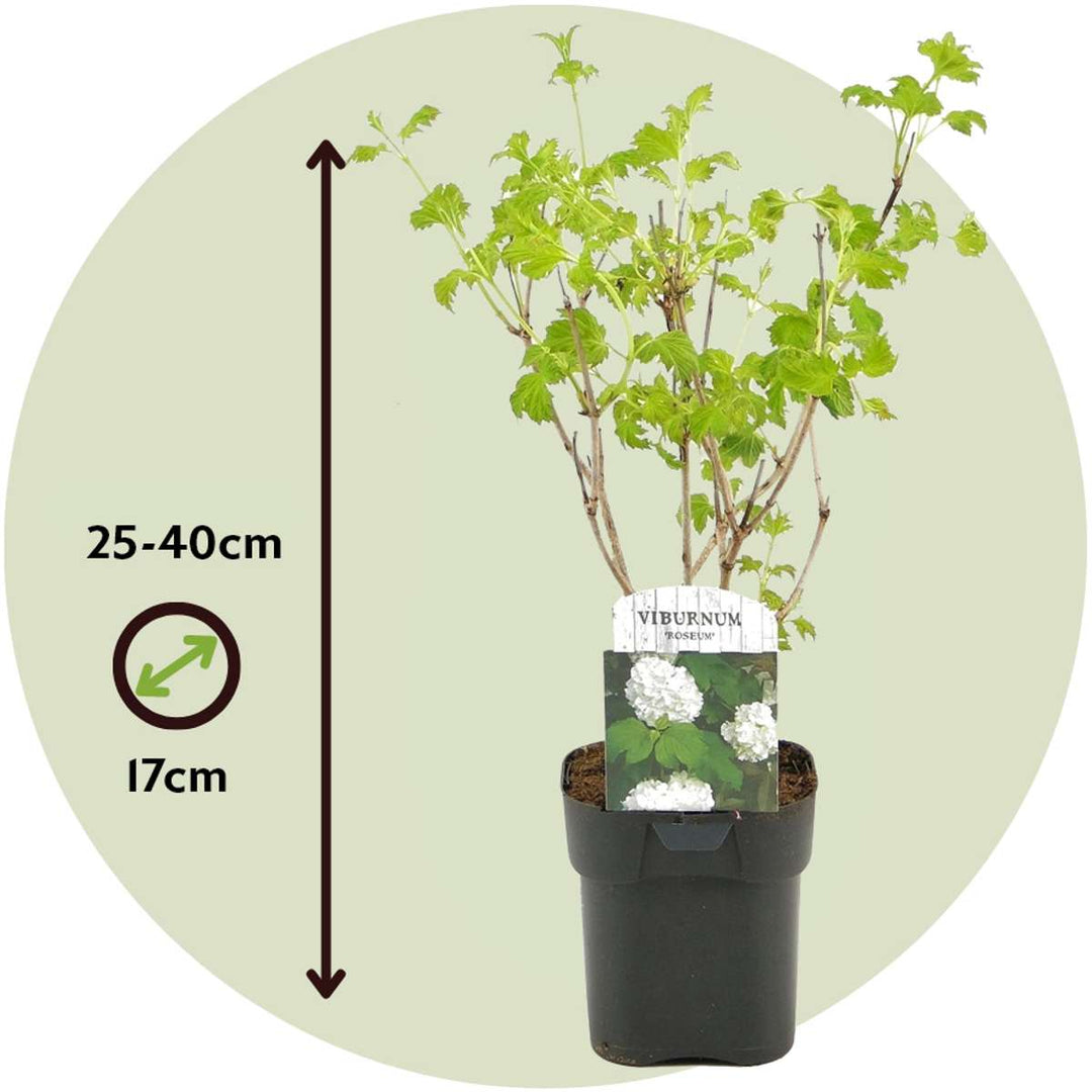 Viburnum opulus Roseum - Set od 4 komada - Snježna kugla