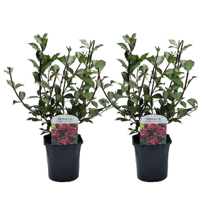 Weigela florida 'Nana Purpurea' - Set of 2