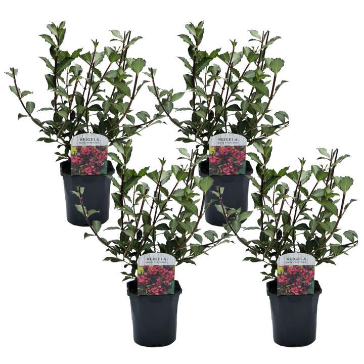 Weigela florida 'Nana Purpurea' - Set od 4