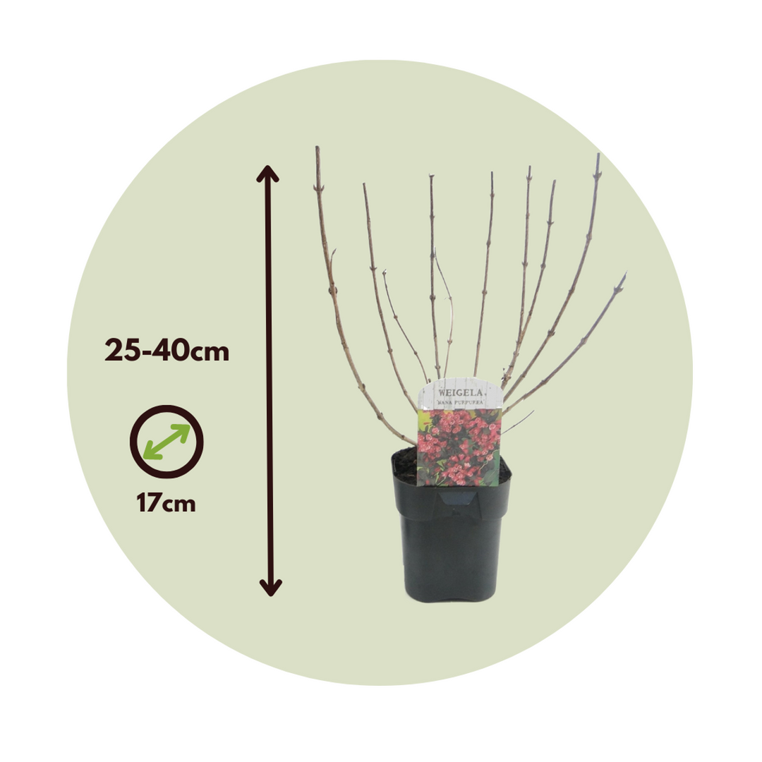 Weigela florida 'Nana Purpurea' - Set of 2